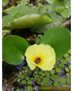 Hydrocleys nymphoides - 2pcs Hydrocleys nymphoides, également connu...