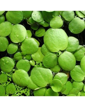 copy of Bacopa Salzmanii  Purple  - En Pot