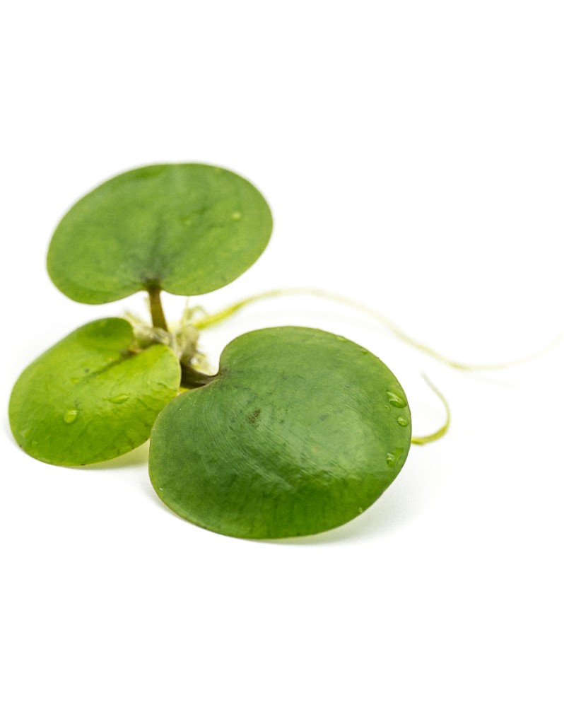 copy of Bacopa Salzmanii  Purple  - En Pot