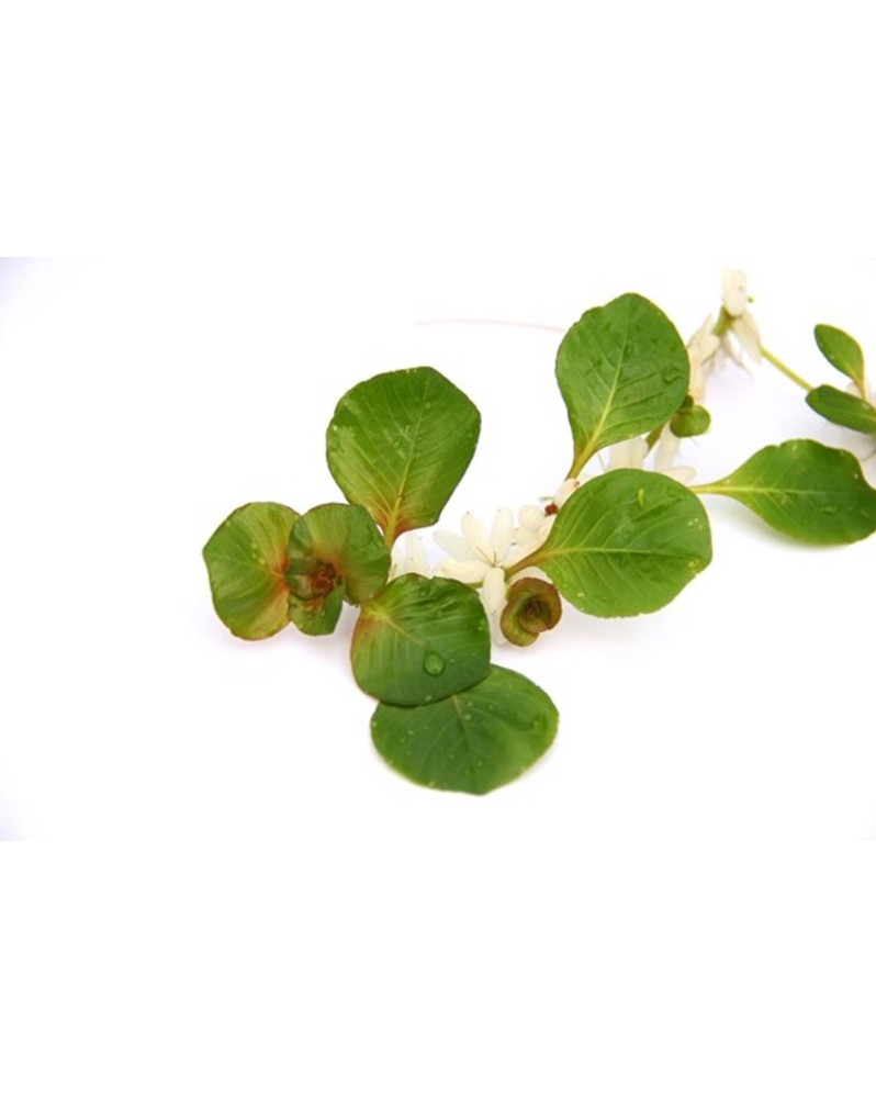 Ludwigia helmonthorrhiza - 2 pcs La Ludwigia helminthorrhiza, appel...