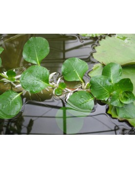 copy of Bacopa Salzmanii  Purple  - En Pot