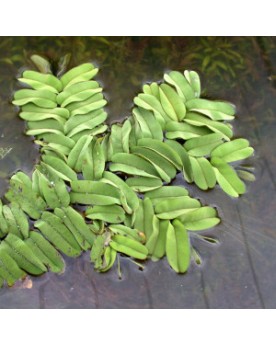 copy of Bacopa Salzmanii  Purple  - En Pot