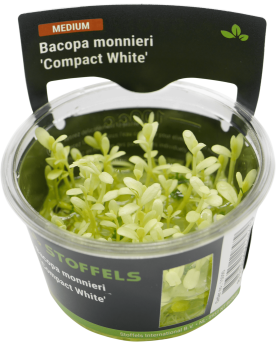 Bacopa Monnieri Compact White - In Vitro La Bacopa monnieri 'Compac...