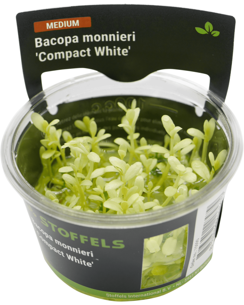 Bacopa Monnieri Compact White - In Vitro La Bacopa monnieri 'Compac...