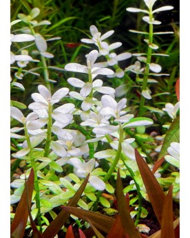 copy of Bacopa Salzmanii  Purple  - En Pot