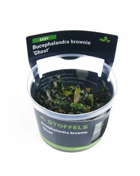 Bucephalandra Brownie Ghost - In Vitro La Bucephalandra Brownie Gho...