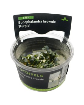 Bucephalandra Brownie Purple - In Vitro La Bucephalandra Brownie Pu...