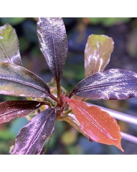 Bucephalandra Brownie Purple - In Vitro La Bucephalandra Brownie Pu...