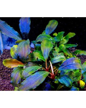 Bucephalandra sp. Batang Kawa - In Vitro La Bucephalandra sp. Batan...