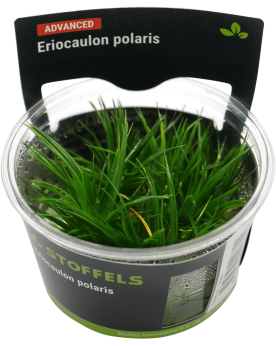 Eriocaulon Polaris - In Vitro L'Eriocaulon polaris est une plante a...