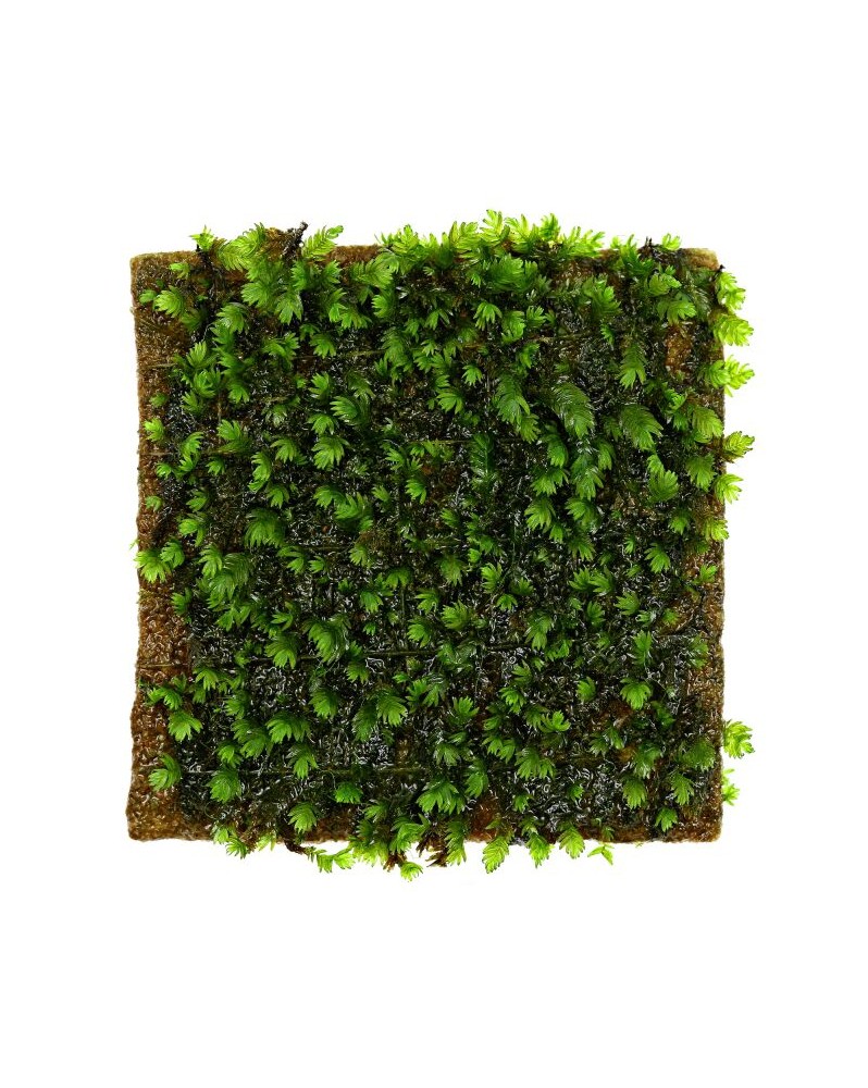 Fissidens Nobilis sur Lava 4x5cm Fissidens nobilis est une espèce d...