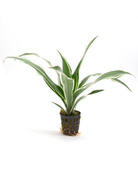 Dracaena sanderina Cette espèce de dragonnier est originaire des tr...