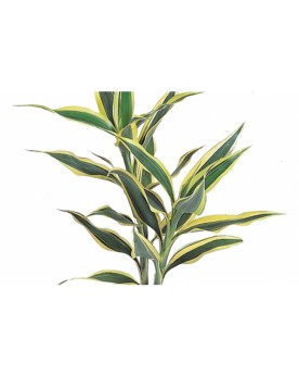 Dracaena sanderina Cette espèce de dragonnier est originaire des tr...