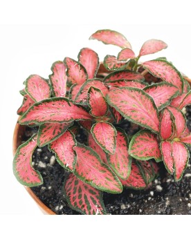 Fittonia albivenis Forest Flame La Fittonia albivenis 'Forest Flame...