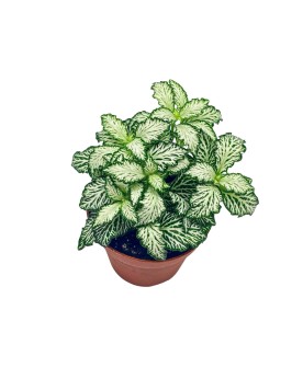 Fittonia albivenis White Tiger La Fittonia albivenis 'White Tiger' ...