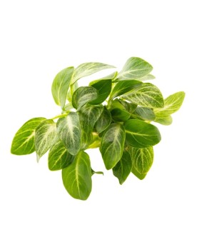 Anubias Nana Stardust L'Anubia Stardust est une plante aquatique ra...