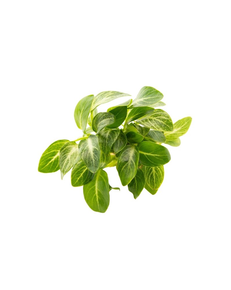 copy of Anubias Nana  Jade