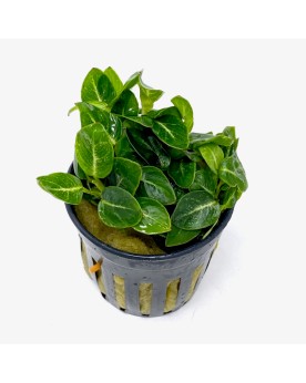 Anubias Nana Stardust L'Anubia Stardust est une plante aquatique ra...