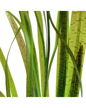 Vallisneria Spiralis Tiger Vallisneria spiralis 'Tiger' d'Asie est ...