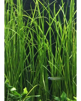 Vallisneria nana La Vallisneria nana est une plante aquatique de la...