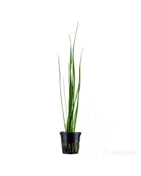 Vallisneria nana La Vallisneria nana est une plante aquatique de la...