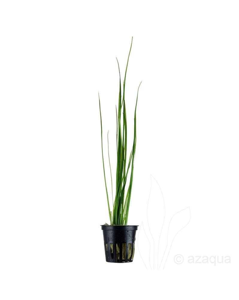 Vallisneria nana La Vallisneria nana est une plante aquatique de la...