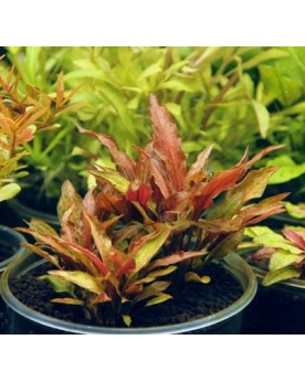 Cryptocoryne walkeri var. Legroi - En Pot Cryptocoryne walkeri var....