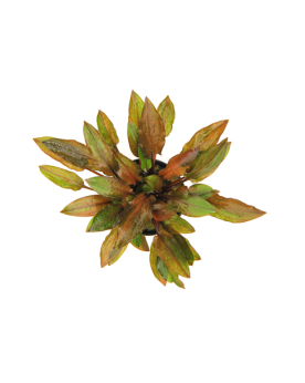 Cryptocoryne walkeri var. Legroi - En Pot Cryptocoryne walkeri var....