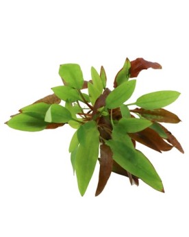 Cryptocoryne affinis Dark Orange - En Pot Comme la Cryptocoryne sp....