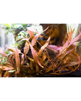 Cryptocoryne affinis Dark Orange - En Pot Comme la Cryptocoryne sp....