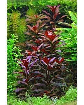 Ludwigia glandulosa - En Pot Une autre espèce de Ludwigia fabuleuse...