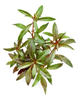 Ludwigia glandulosa - En Pot Une autre espèce de Ludwigia fabuleuse...