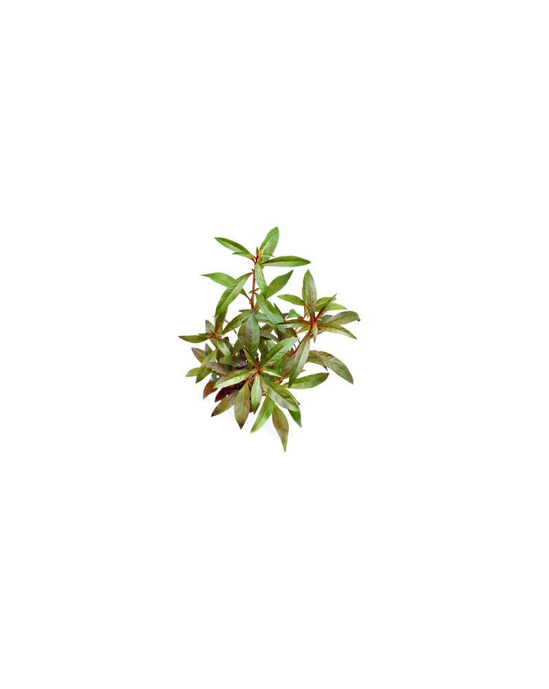 Ludwigia glandulosa - En Pot Une autre espèce de Ludwigia fabuleuse...