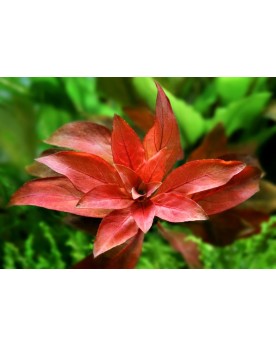 Ludwigia repens Rubin - En Pot Ludwigia repens Rubin est disponible...