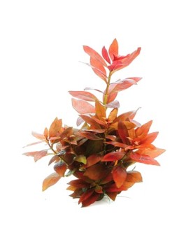 Ludwigia repens Rubin - En Pot Ludwigia repens Rubin est disponible...