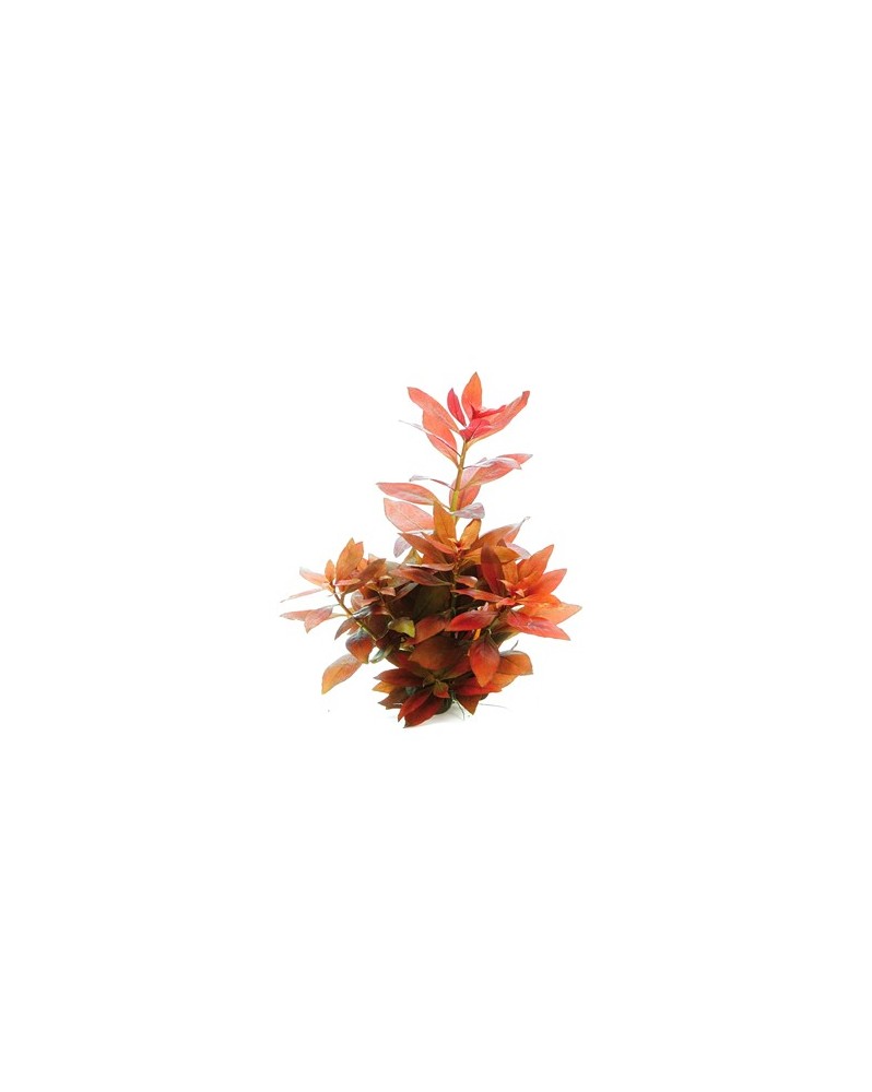 Ludwigia repens Rubin - En Pot Ludwigia repens Rubin est disponible...