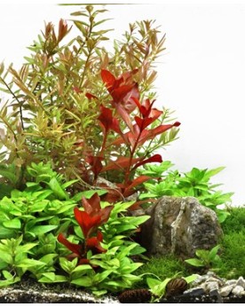 Ludwigia repens Rubin - En Pot Ludwigia repens Rubin est disponible...