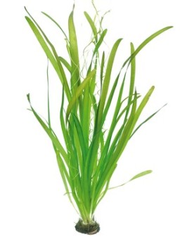 Vallisneria australis Gigantea La Vallisneria géante est une plante...