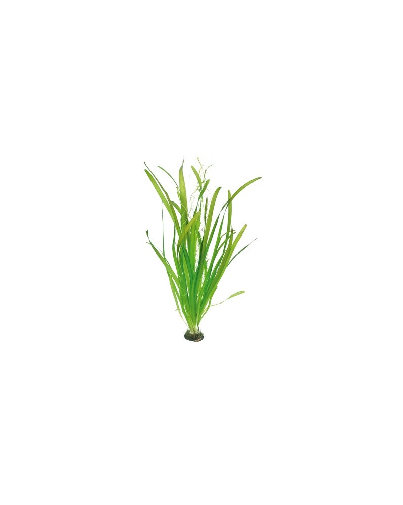 Vallisneria australis Gigantea La Vallisneria géante est une plante...