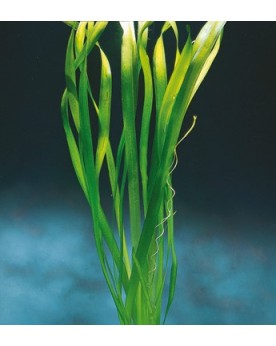 Vallisneria australis Gigantea La Vallisneria géante est une plante...