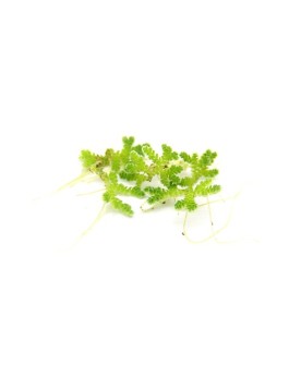 Azolla filiculoides - Portion Azolla filiculoides est une espèce de...