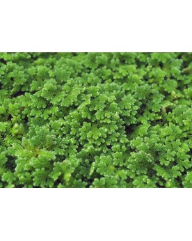 Azolla filiculoides - Portion Azolla filiculoides est une espèce de...