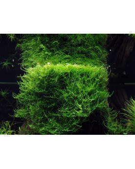 Taxiphyllum barbieri (mousse de Java) Taxiphyllum barbieri est une ...