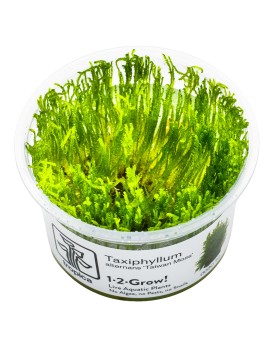 Taiwan Moss In Vitro Taxiphyllum alternans "Taiwan Moss" in vitro M...