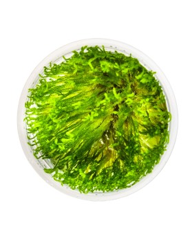 Taiwan Moss In Vitro