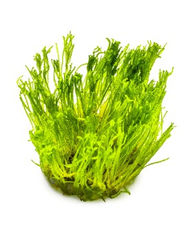 Taiwan Moss In Vitro