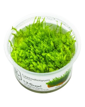 Leptodictyum riparium  Stringy Moss  - 1-2 Grow!