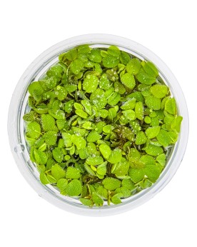 Salvinia minima