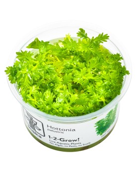 Hottonia Palustris 1-2 Grow! La plante à tige Hottonia d’Asie et d’...