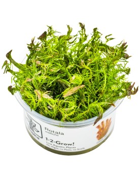 Rotala wallichii Rotala wallichii est une plante exigeante de l’Asi...